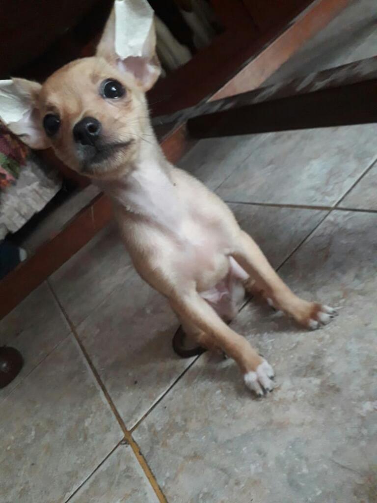 Se Vende Cachorro Chihuahua Macho