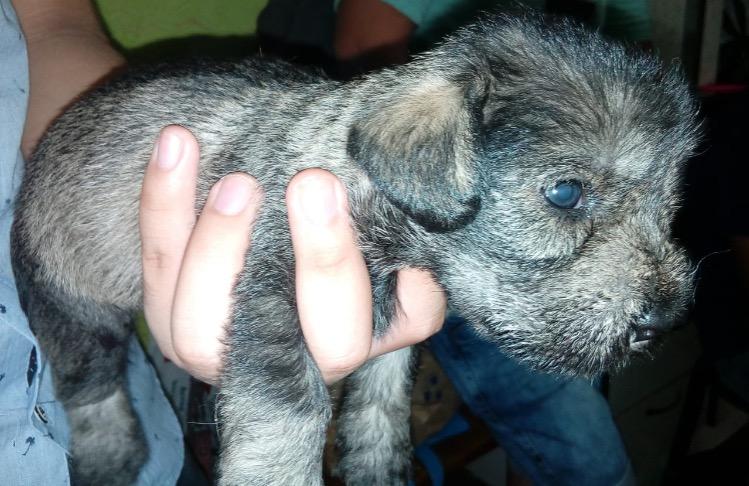 Se Vende Cachorros Schnauzer