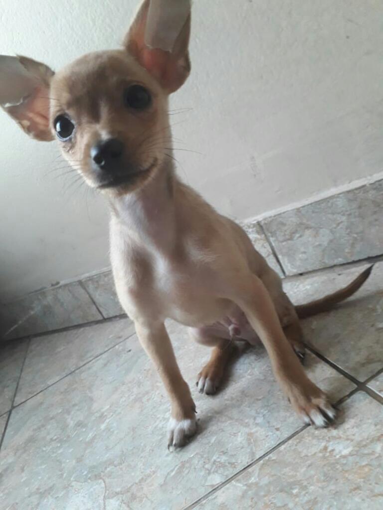 Se Vende Chihuahua Machito