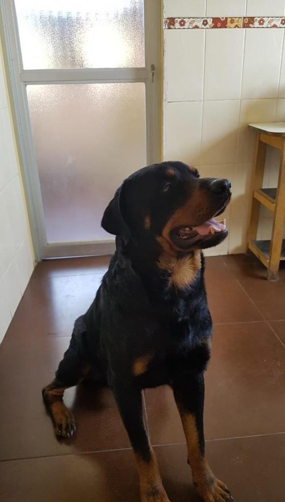 Servicio de Monta Rottweiler