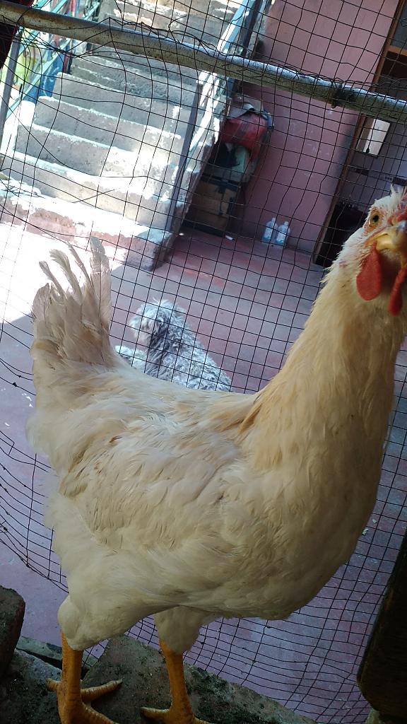 Vendo Pollos Criados en Casa