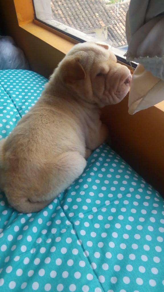 Vendo hermoso shar pei