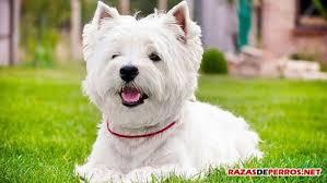 west highland terrier westy