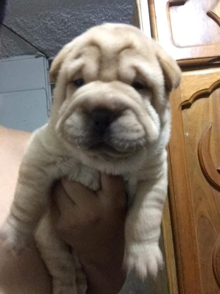 550 sharpei americana hembra