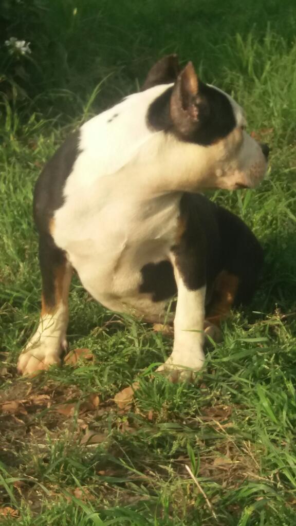 American Bully
