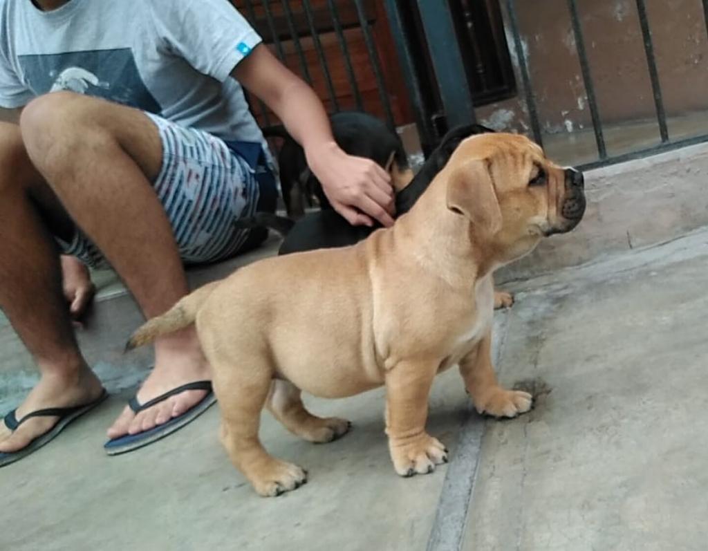 American Bully