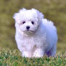 BICHON MALTES MINITOY