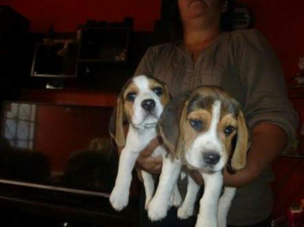 Beagle Cachorro