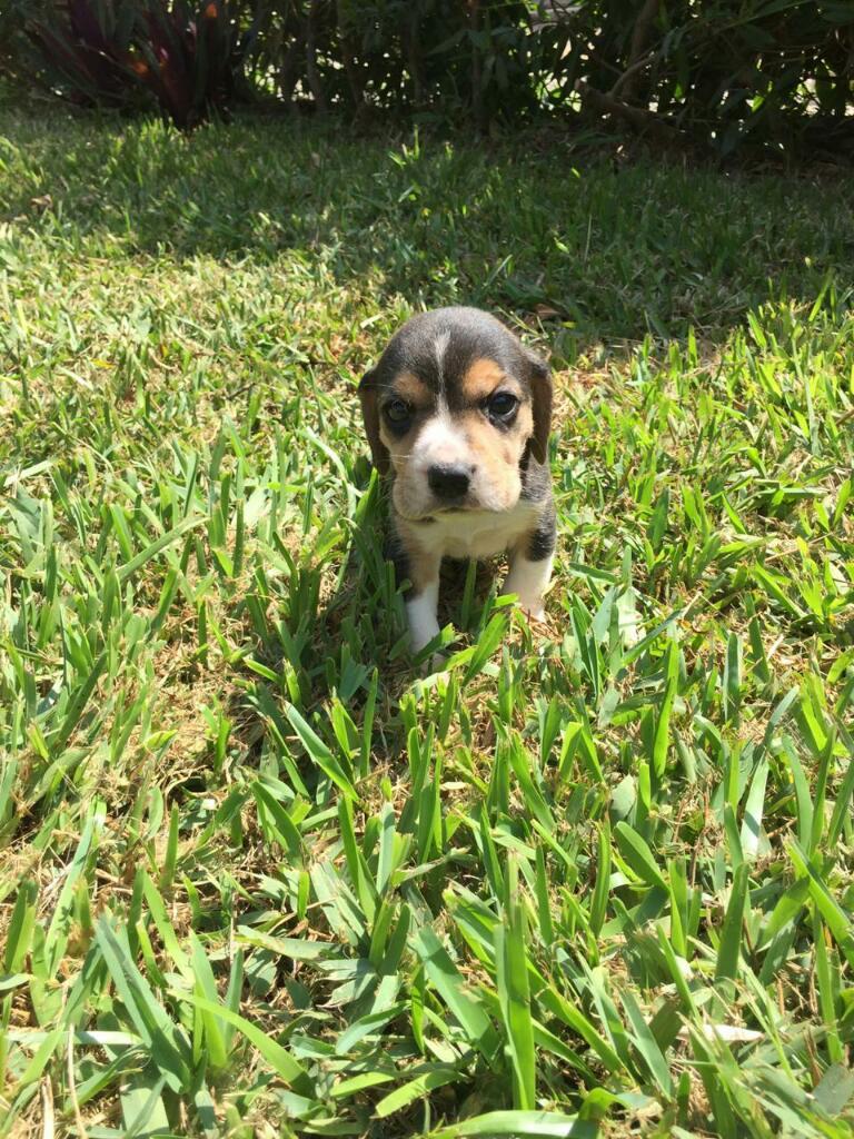Beagle Cachorro