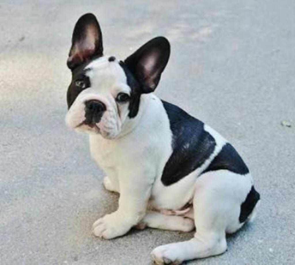 Bulldog Frances