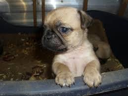 CHIHUAHUA CON PUG CHUG DOG