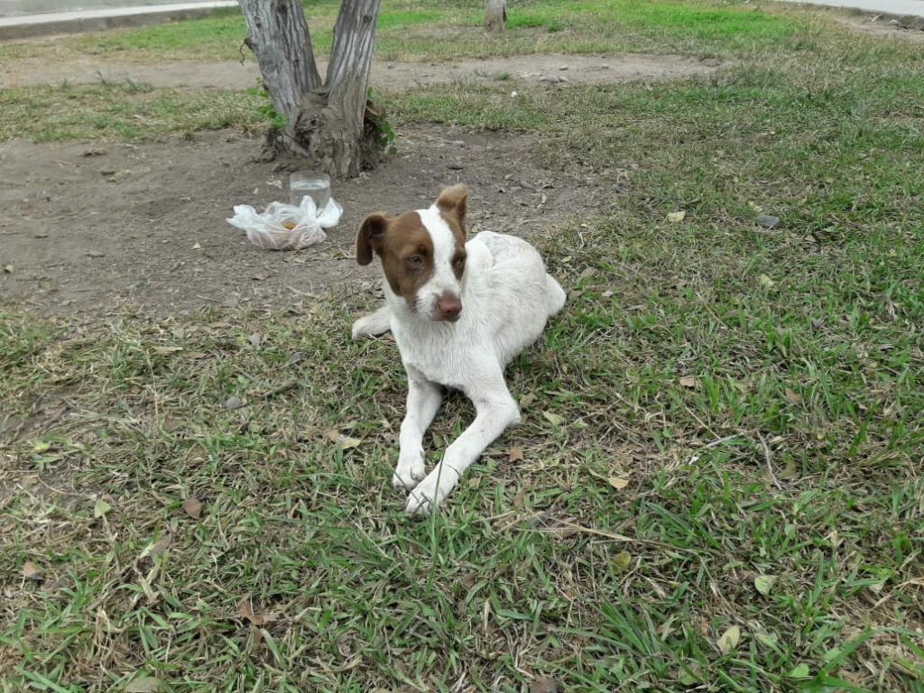 Cachorra Cruce Jak Rusel en Adopcion