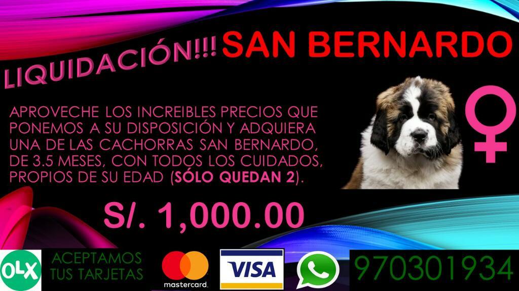 Cachorras San Bernardo Gran Oportunidad