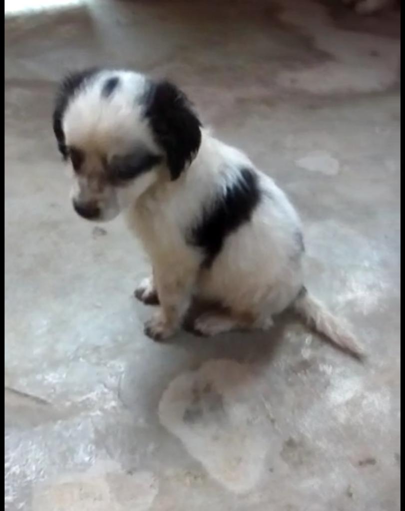 Cachorrita Cruce de Poodle en Adopcion