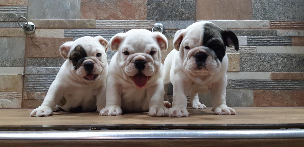 Cachorritos Bulldog Ingles Disponibles