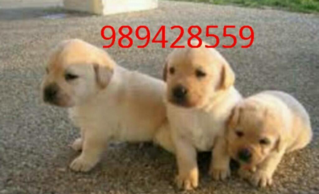 Cachorritos Labradores