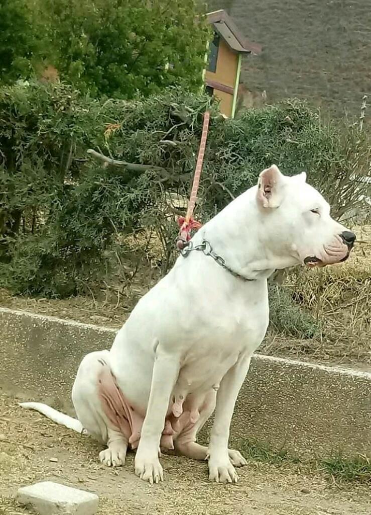 Cachorro Dogo Argentino