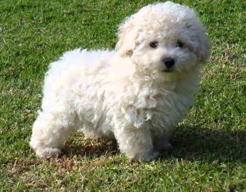 Cachorro Poodle