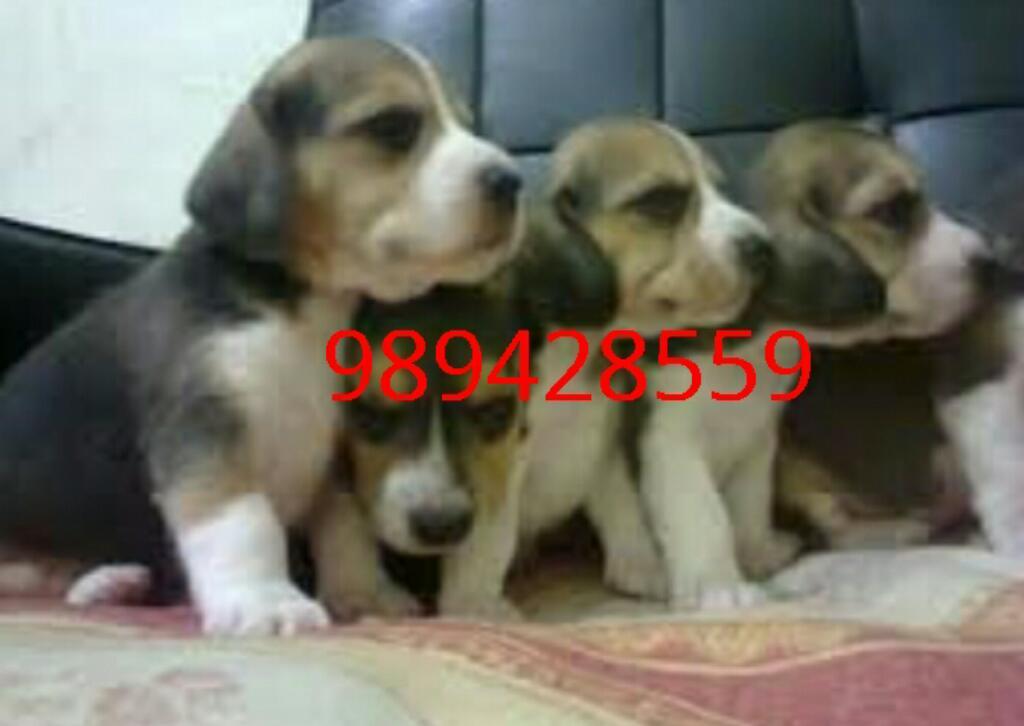 Cachorros Beagle Bonitos