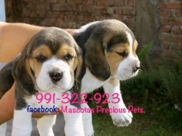 Cachorros Beagles Tricolores