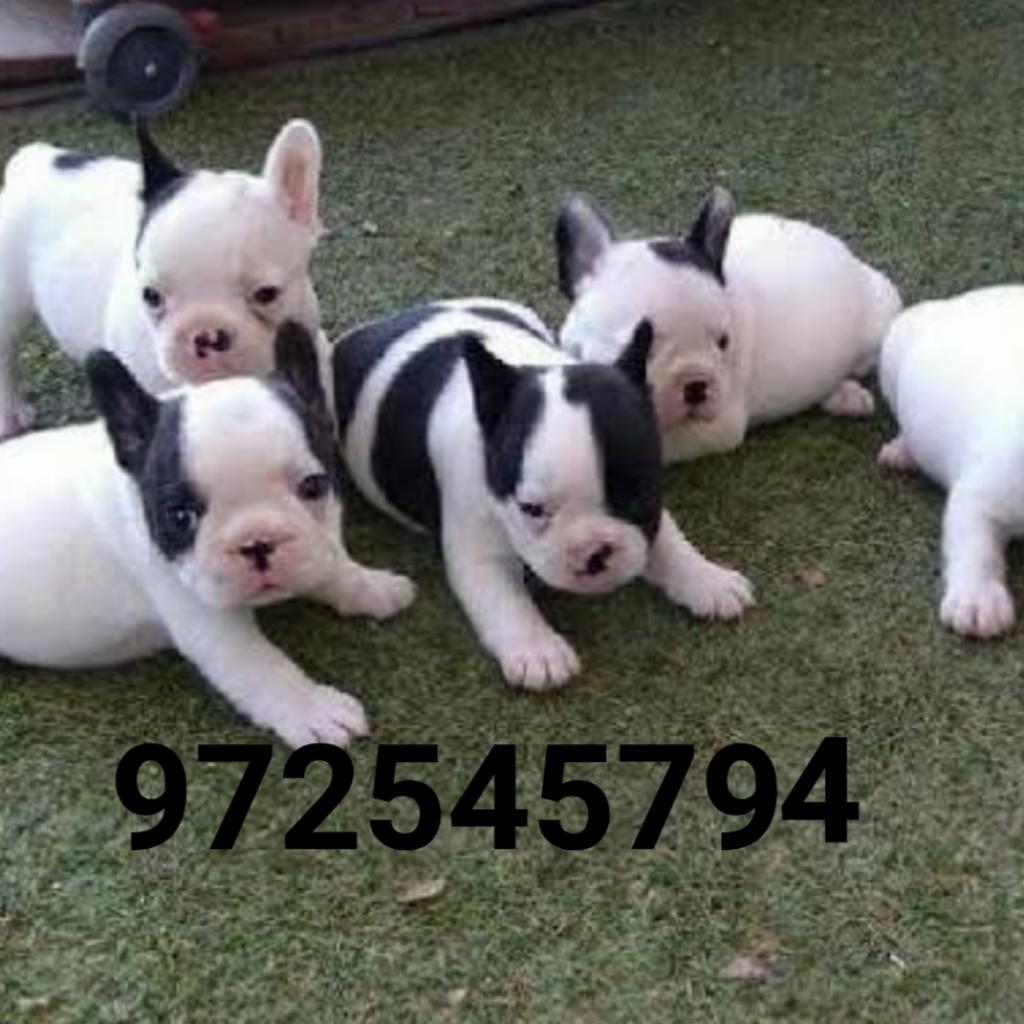 Cachorros Bulldog Francess