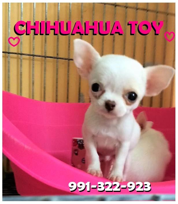 Cachorros Chihuahuas Toys