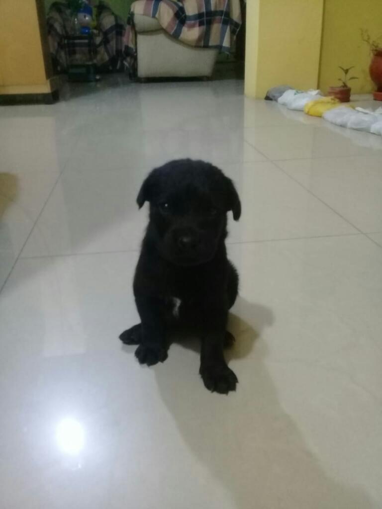 Cachorros Labradores