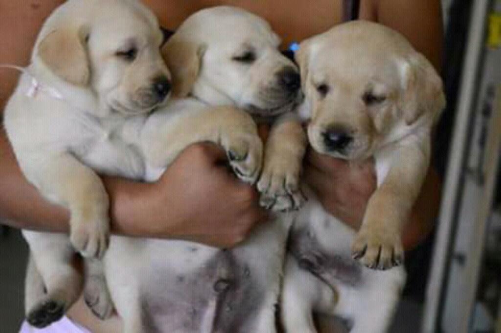 Cachorros Labradores