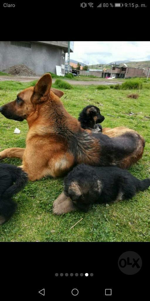 Cachorros Pastor Aleman