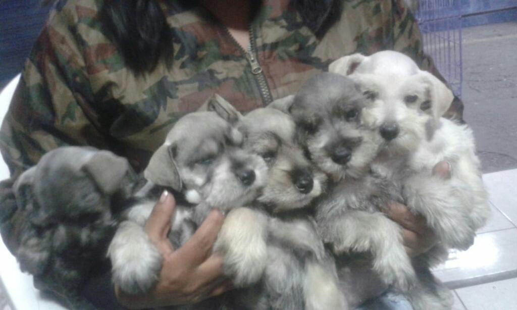 Cachorros Schnauzer