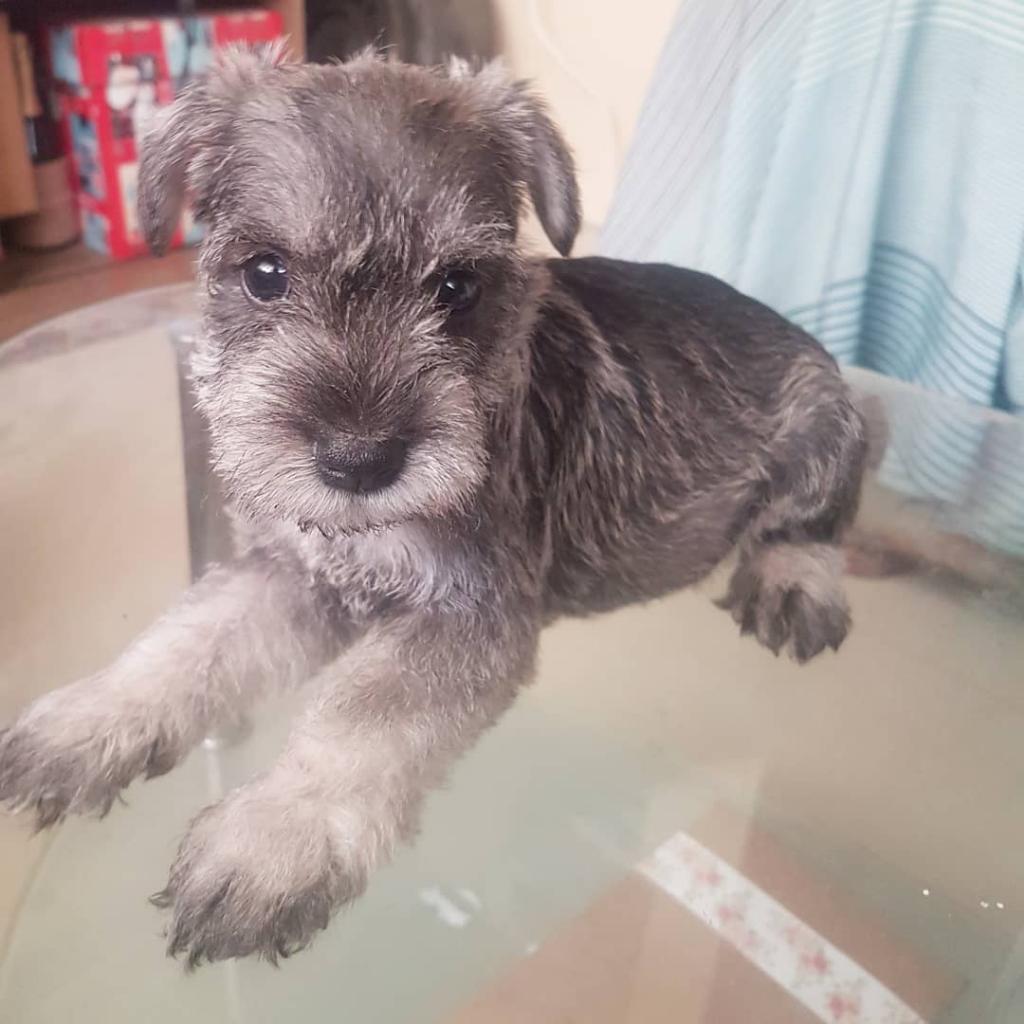 Cachorros Schnauzer