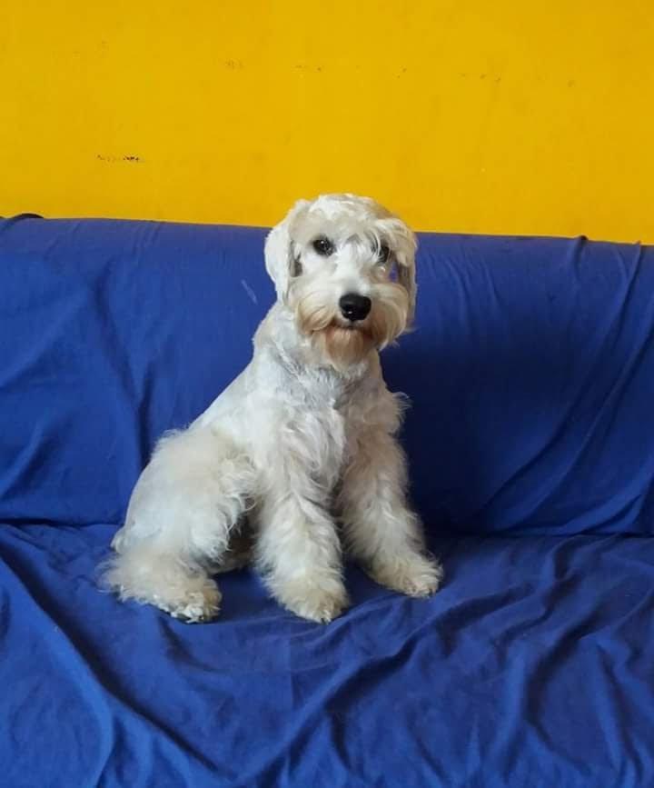 Cachorros schnauzer en veN ta