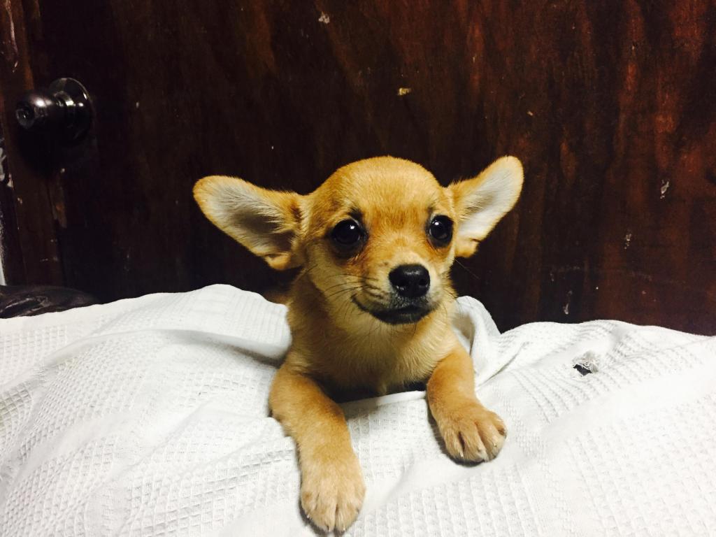 Chihuahua 2 meses
