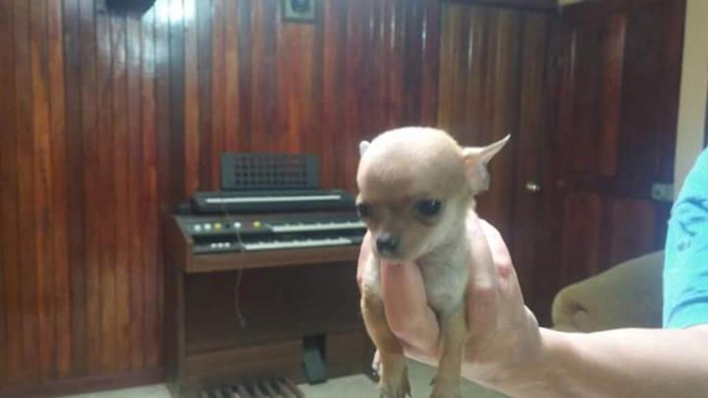 Chihuahua Cachorros Hermosos Disponibles
