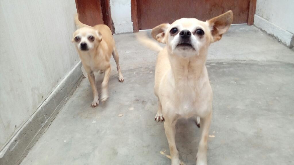 Chihuahuas Hermanas