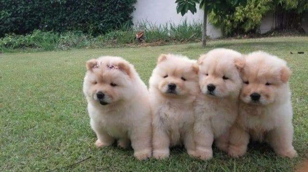 Chow Chow