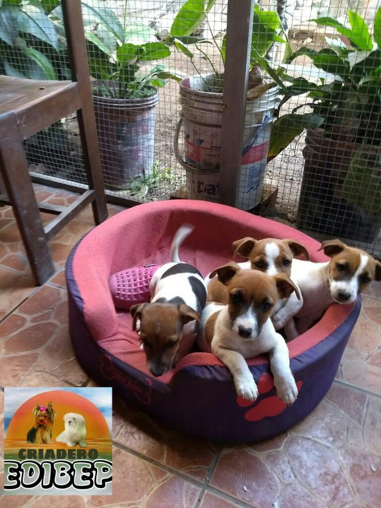 Disponibre Jack Russell