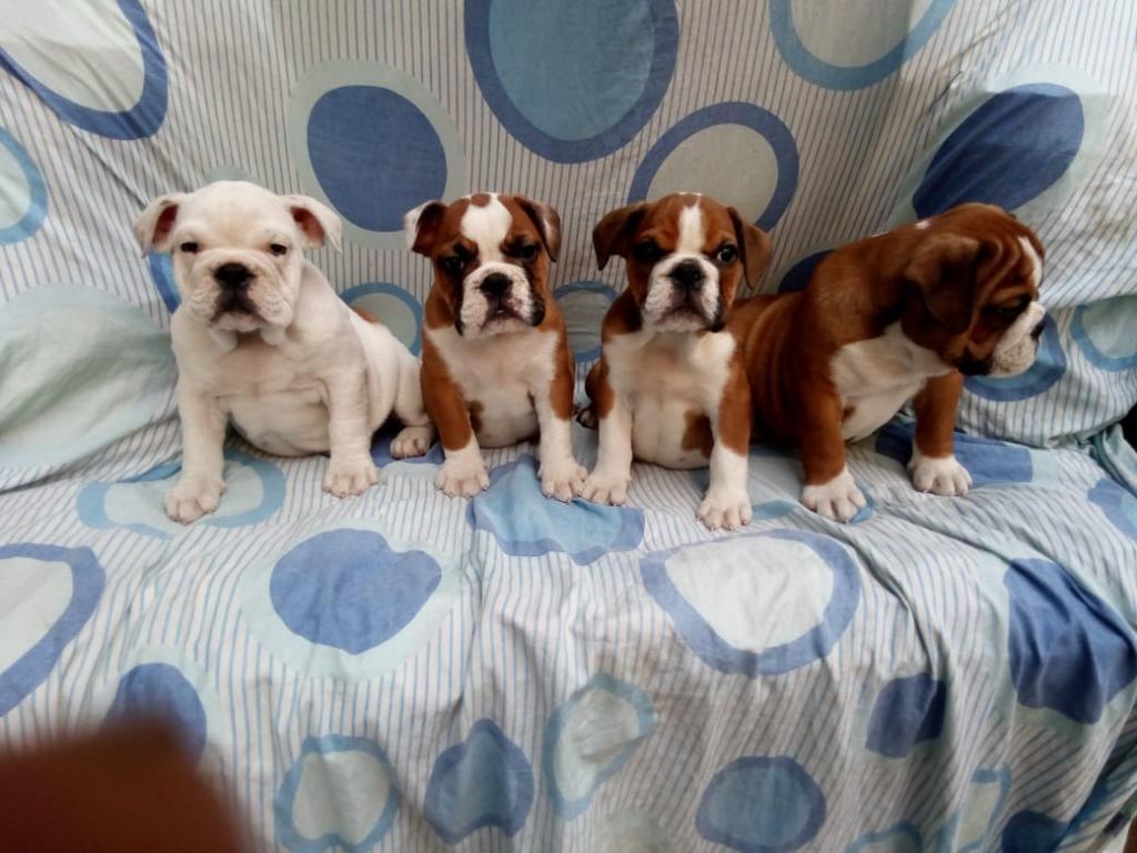 Ejemplares Cachorros Bulldog Inglés