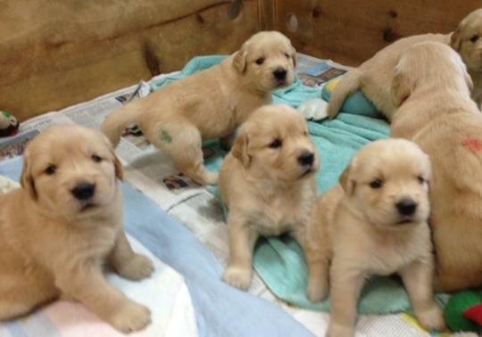 GOLDEN RETRIEVER MASCOTAS HEMBRITAS Y MACHITOS