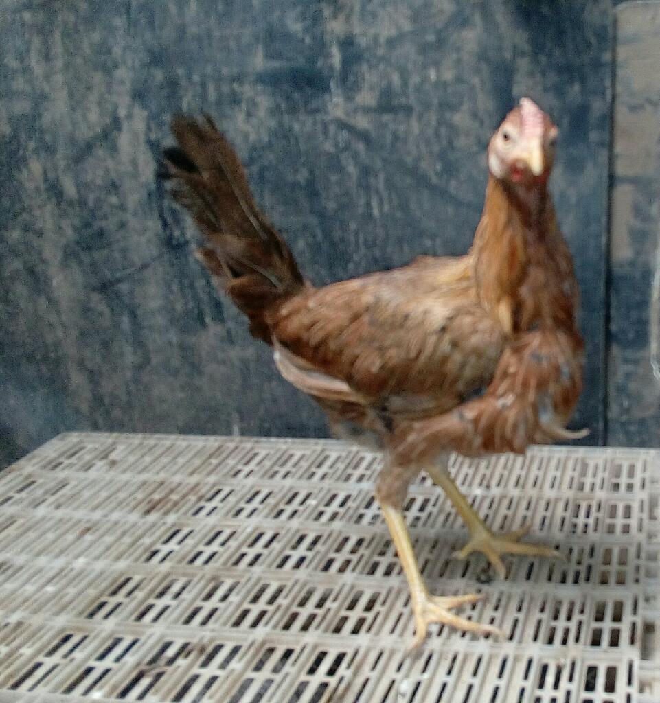 Gallina en Venta