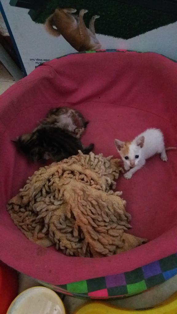 Gatitos en Adopcion