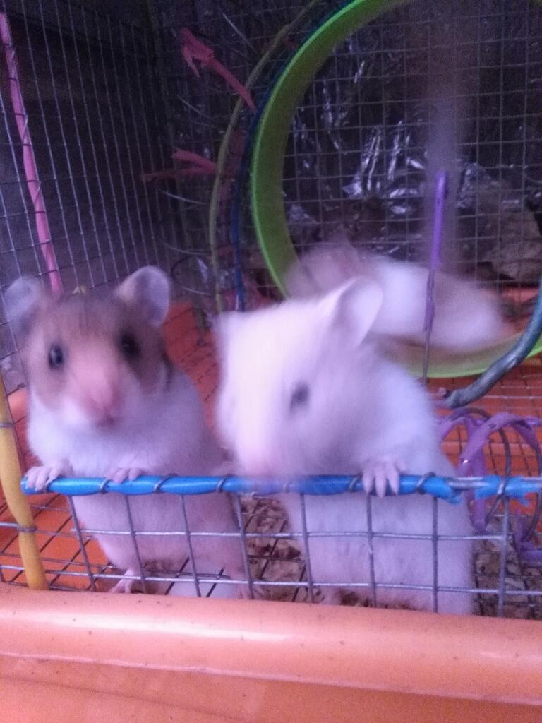 Hamster para Mascota