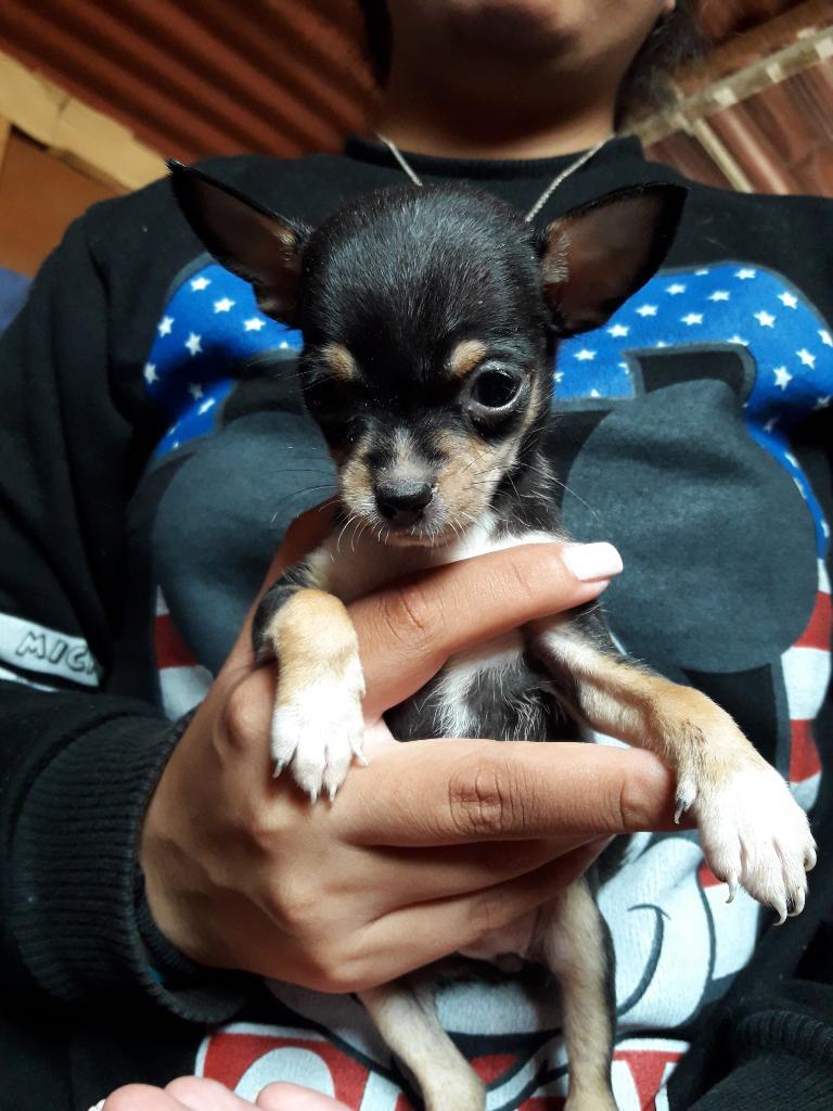 Hermosa Chihuahua Hembra Minitoy