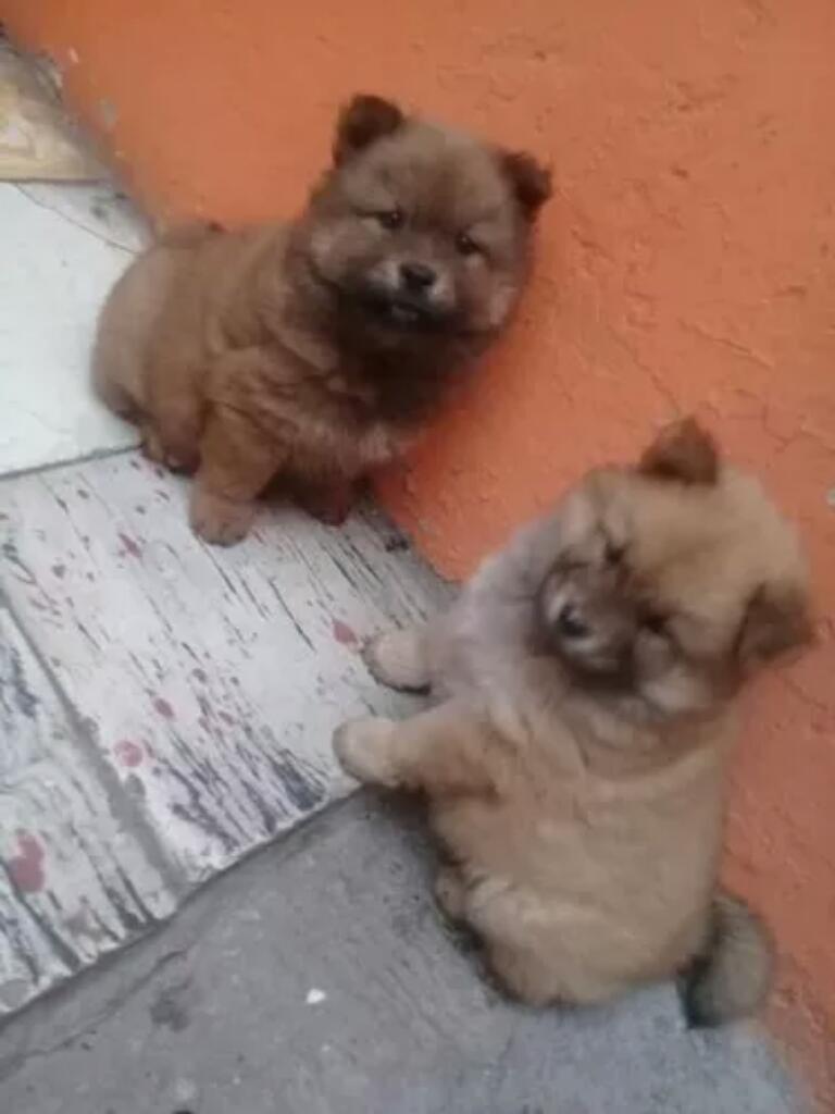 Hermosos Chow Chow