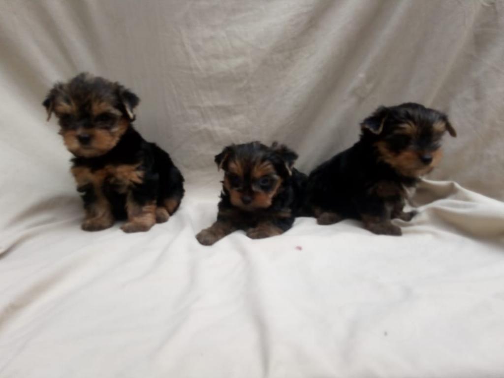 Lindos Cachorros Yorkshire Terrier