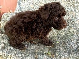 POODLE MARRON SOLO HENBRA SOLO 500 SOLES BELLA