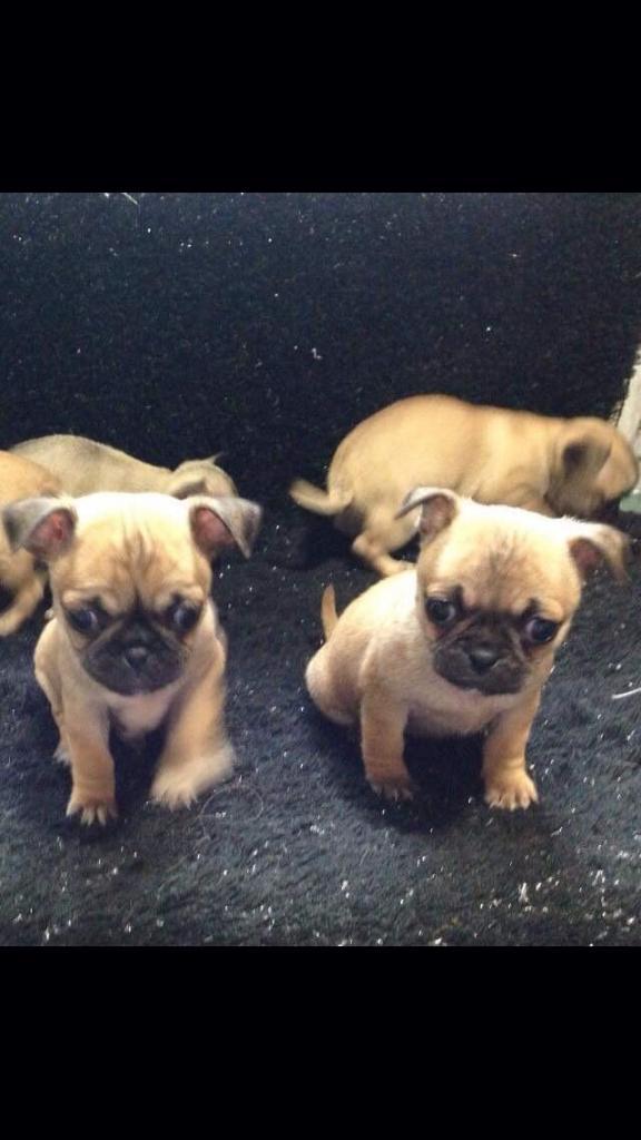 PUG CON CHIHUAHUA