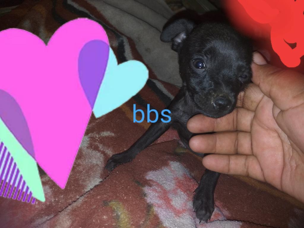 Pinscher Negros