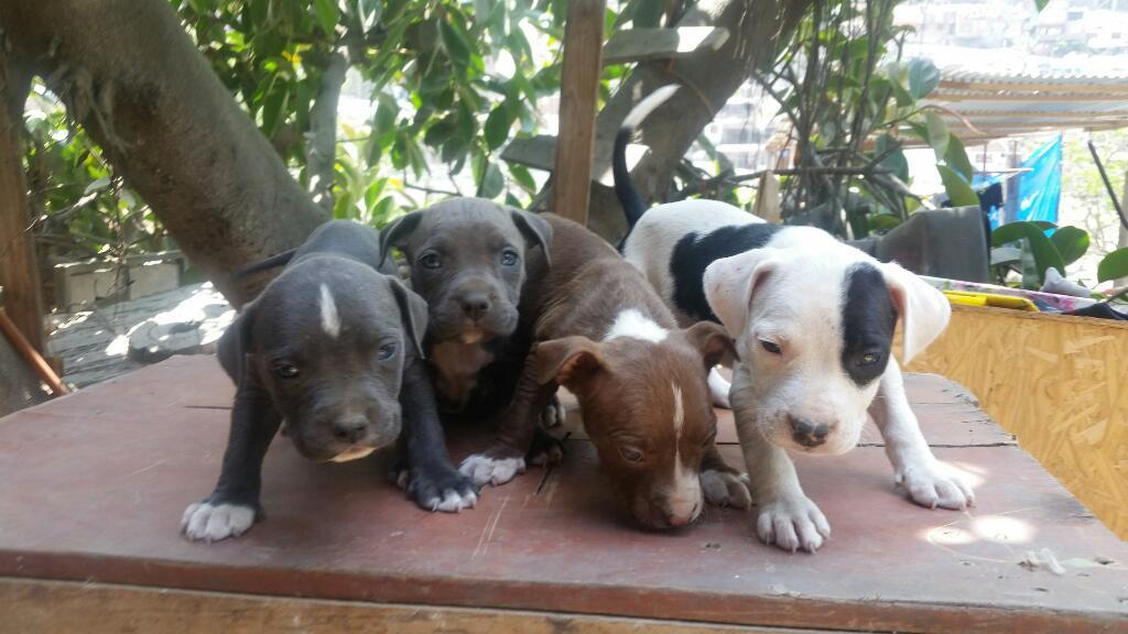 Pitbull Fusion  Independencia