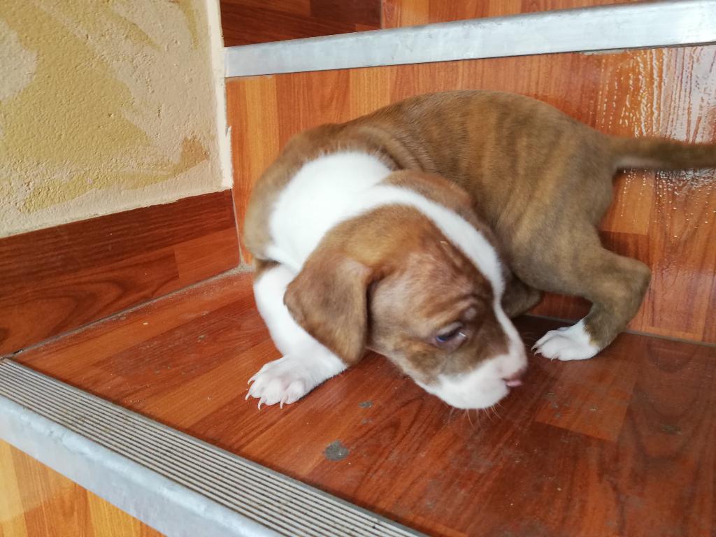 Pitbull Red Nuse